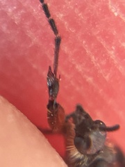 Bibio xanthopus