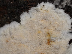 Dentipellicula leptodon