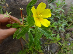 Ludwigia hexapetala