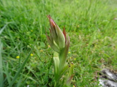 Serapias parviflora