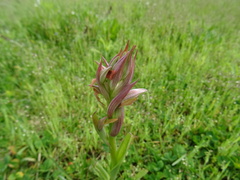 Serapias parviflora