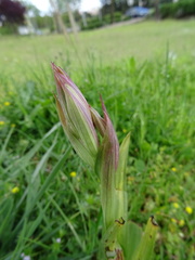 Serapias parviflora