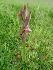 Serapias parviflora