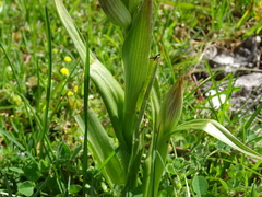 Serapias parviflora