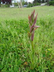 Serapias parviflora