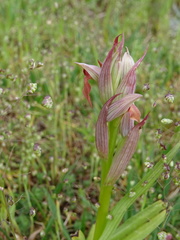 Serapias parviflora