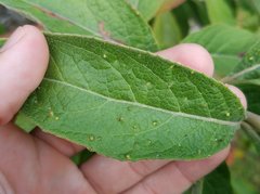 Eriophyes plucheae