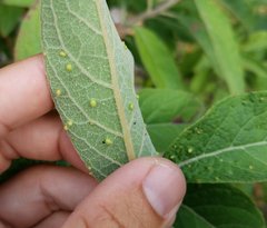 Eriophyes plucheae