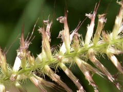 Cenchrus pedicellatus