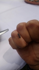 Stenomacra marginella