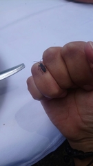 Stenomacra marginella