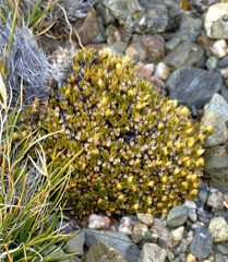 Colobanthus lycopodioides