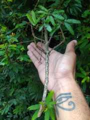Cladomorphus phyllinus
