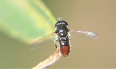 Paragus haemorrhous