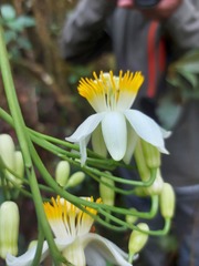 Passiflora arborea