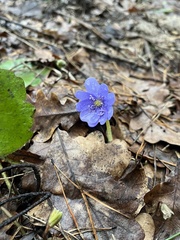 Hepatica transsilvanica