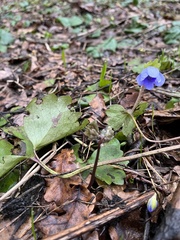 Hepatica transsilvanica