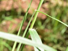 Cenchrus pedicellatus