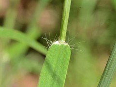 Cenchrus pedicellatus