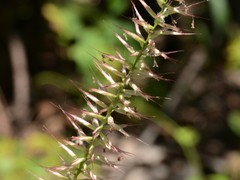 Cenchrus pedicellatus