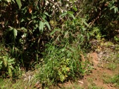 Cenchrus pedicellatus