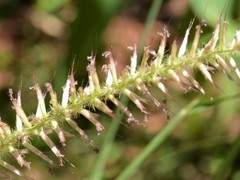 Cenchrus pedicellatus