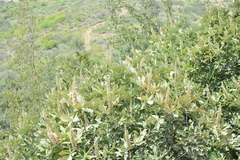 Aesculus parryi