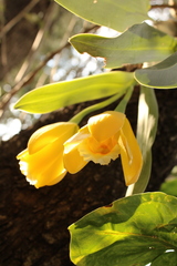 Prosthechea karwinskii