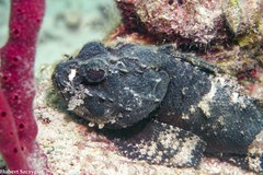 Spotted Scorpionfish photo 2