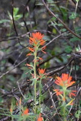Castilleja subinclusa subinclusa