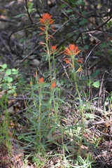 Castilleja subinclusa subinclusa