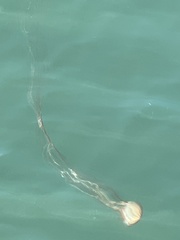 Chrysaora pacifica