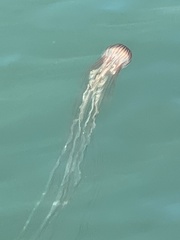 Chrysaora pacifica