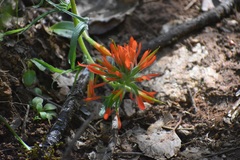 Castilleja subinclusa subinclusa