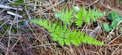 Pteridium aquilinum wightianum
