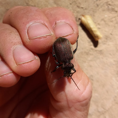 Calosoma argentinense