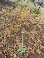 Ehrendorferia chrysantha