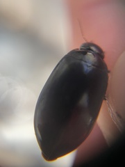 Rhantus atricolor