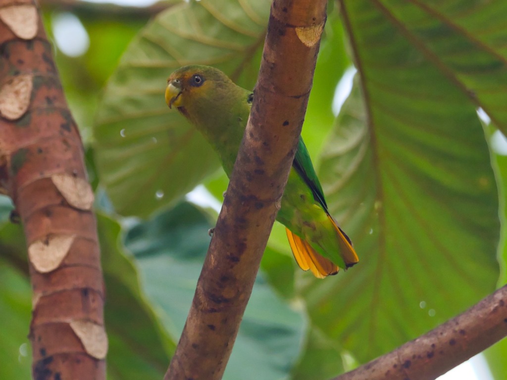Golden-tailed Parrotlet photo