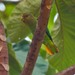Golden-tailed Parrotlet - Photo (c) Eric Carpenter, some rights reserved (CC BY-NC), uploaded by Eric Carpenter