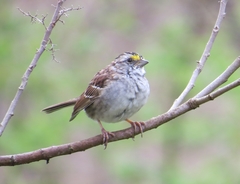 Zonotrichia albicollis