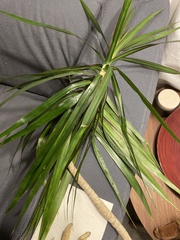 Dracaena reflexa angustifolia