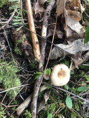 Ampulloclitocybe avellaneialba