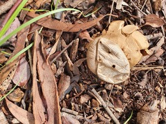 Myriostoma australianum