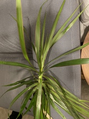 Dracaena reflexa angustifolia