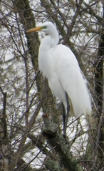 Ardea alba