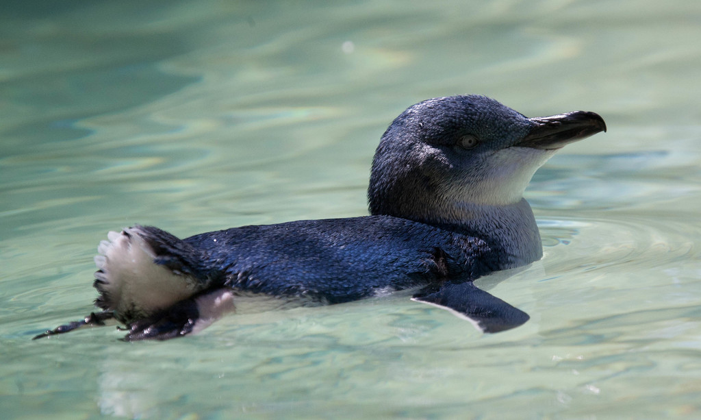 Australian Blue Penguin