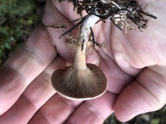 Ampulloclitocybe avellaneialba
