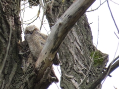 Bubo virginianus