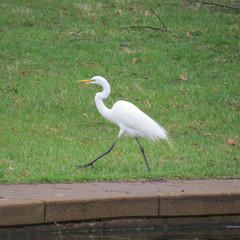 Ardea alba